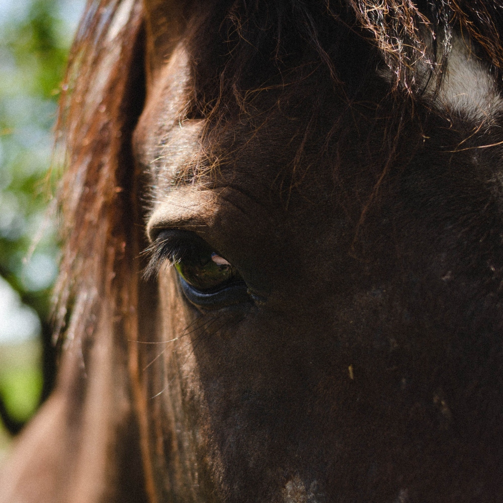 Close-up van het oog van een bruin paard